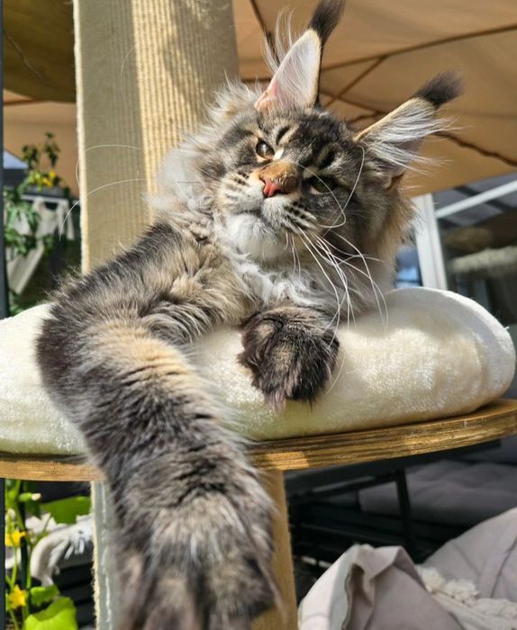 Vip кошенятка Mainecoon