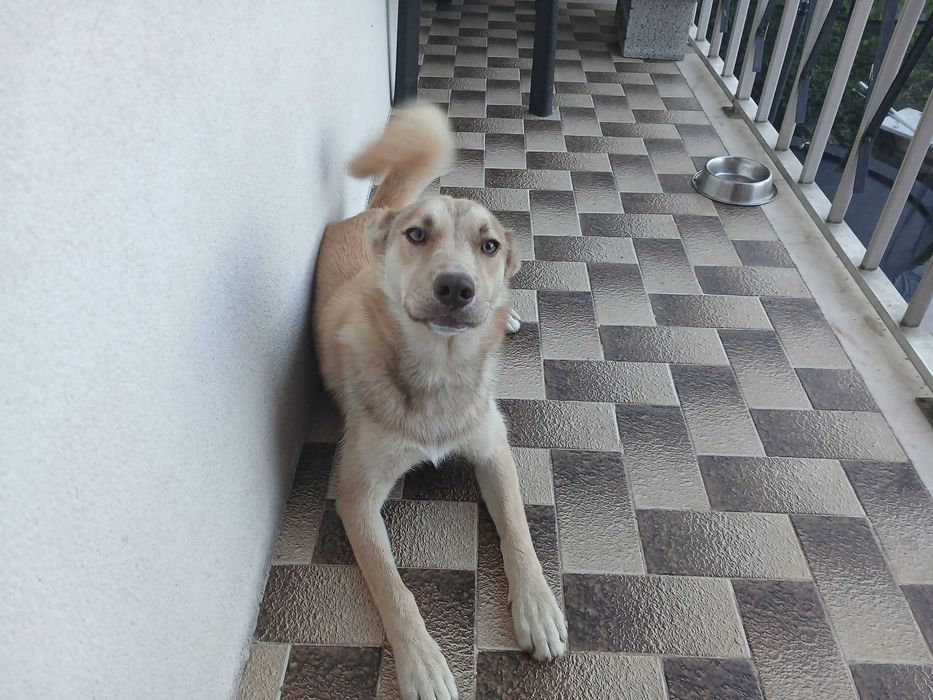 Adoção cãozinho de 7 meses