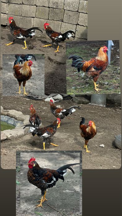 Brahmy / Kaczka /Kochin / Para Gęsi Landes