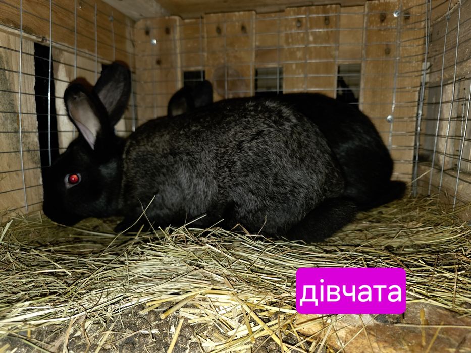 Кролики ціна за Шт