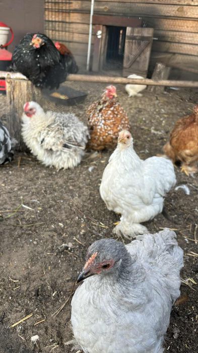 Jaja lęgowe Kochin karzełek