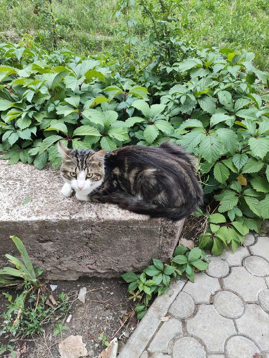 кіт шукає родину кошенята котята