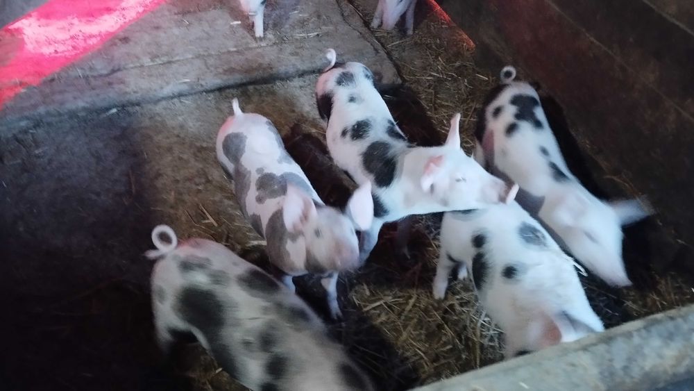 Продам малих поросят м'ясної породи