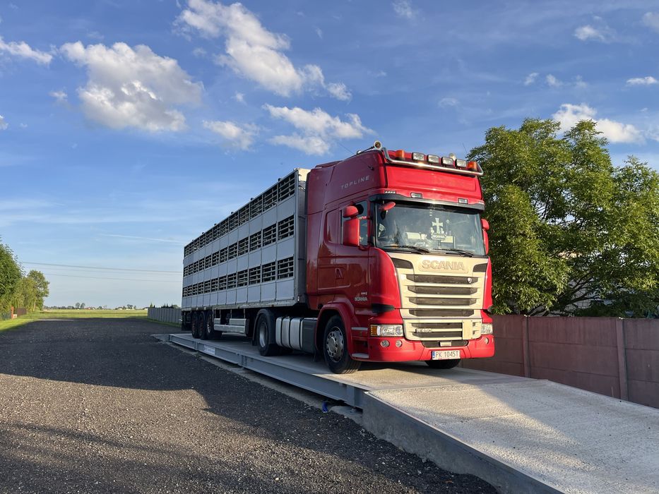 Transport i Handel Zwierząt, żywca, świń, bydła