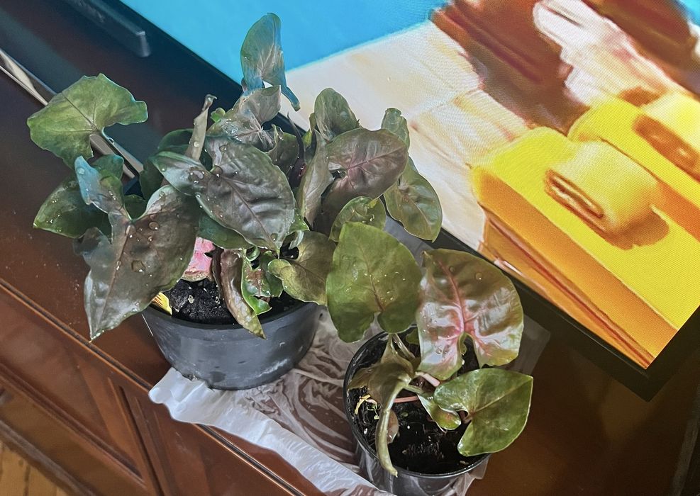 Syngonium Maria roślina doniczkowa