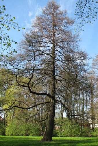 Drzewo Olcha sprzedam