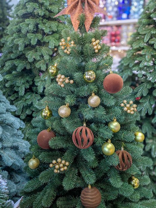 Лита ялинка Королівська