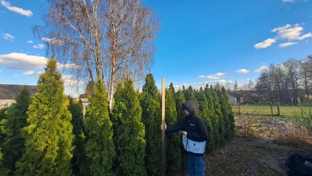 Drzewo Tuja od 100 do 170