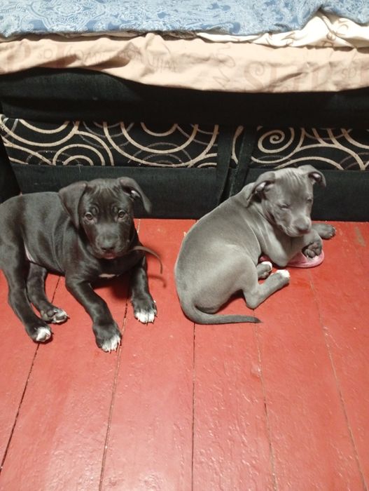 Щенки Стаффорд .