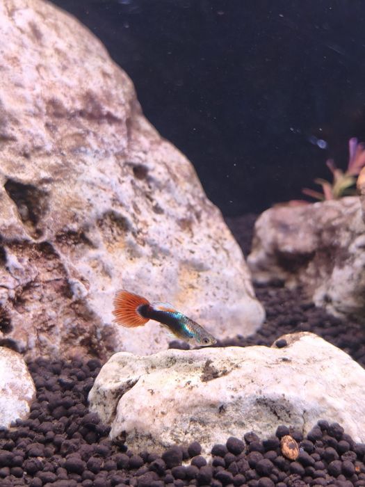 Guppys "blue flame"