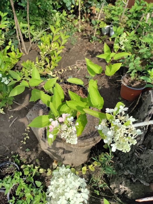 Волотиста  мітловидна гортензія