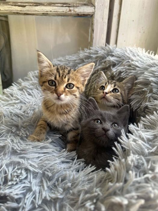 Кошенятка безкоштовно