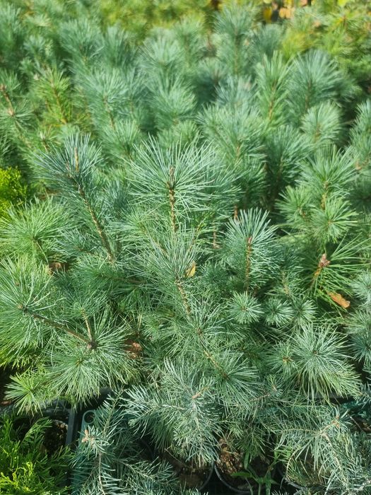 Сосна стобиформтс Pinus strobiformis