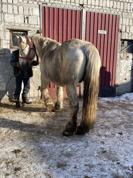 Sprzedam       klacz