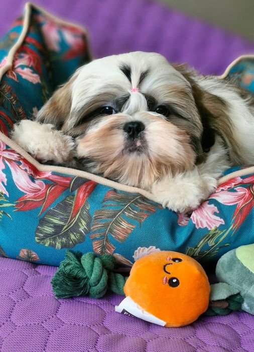 Śliczna suczka ZKwP(FCI)