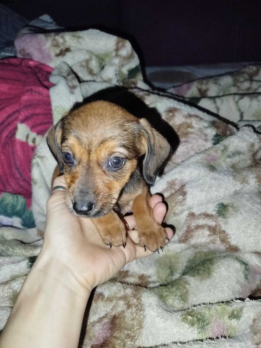 Цуцики такси безкоштовно (тато дворняга)