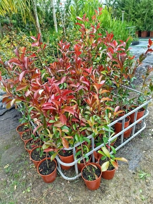 Photinias Carre Rouge