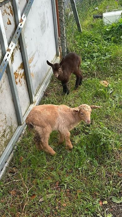Vendo vários cabritos pequenos