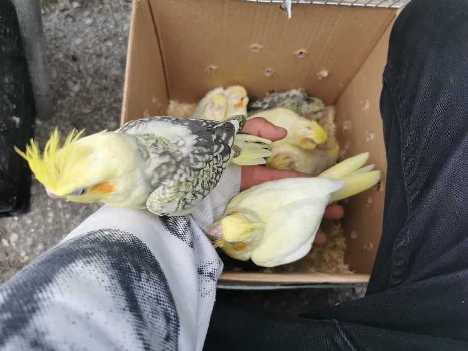 Agraponis/Roseicolis domésticados