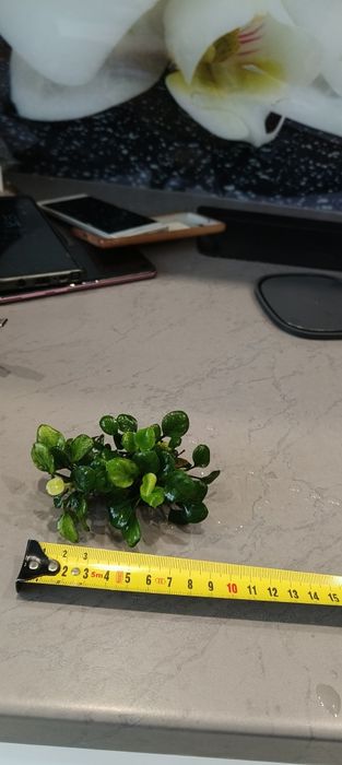 Anubias Petite - roślina akwariowa
