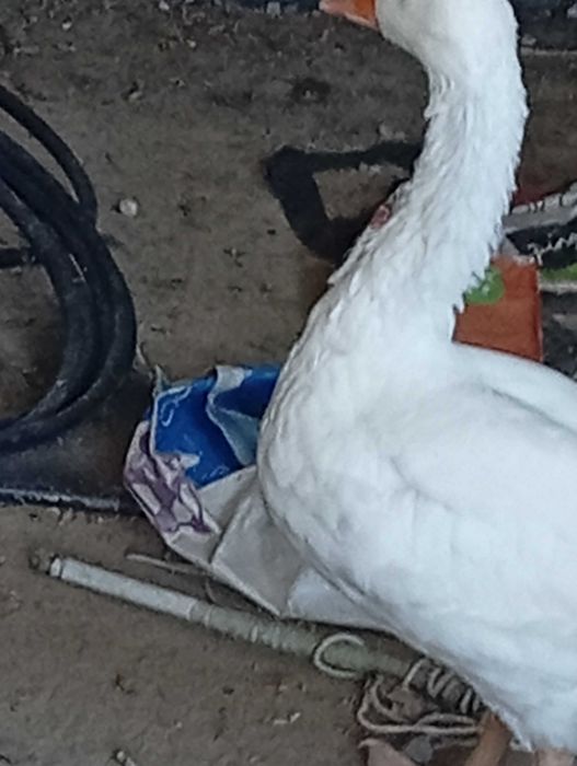 Pato ganso com 6 meses e meio