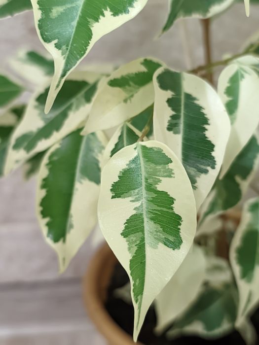 Фікус Де Гантель