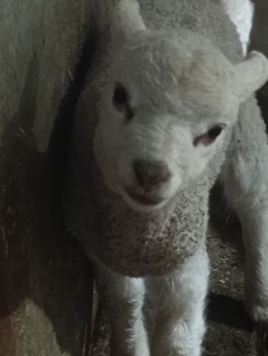 Vendo ovelha com filhos uma  fêmea e um macho