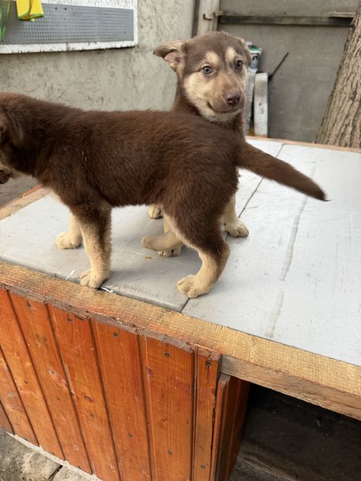 Цуценята в пошуку родини в добрі руки