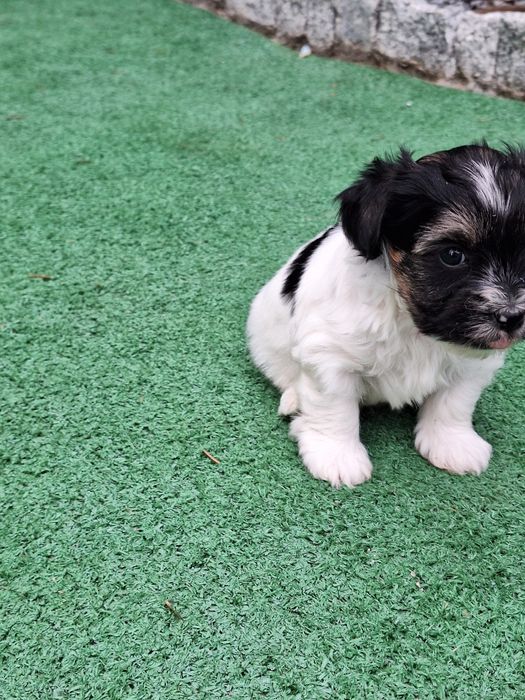 Yorkshire terrier biewer z dokumentami