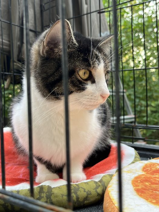 Młodziutka kotka Sówka szuka domu