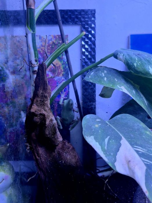 Żaba rzekotka szmaragdowa z terrarium