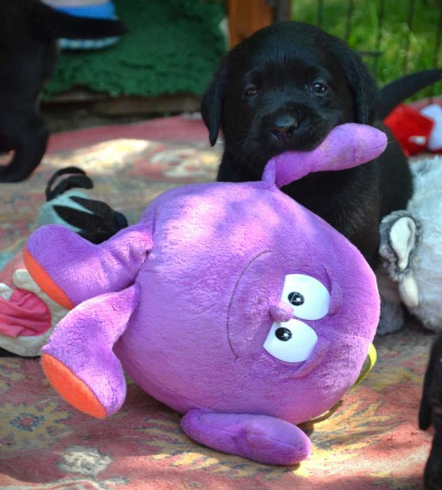 Piękny szczeniaczek labradora ZKwP/FCI gotowy na nowy domek