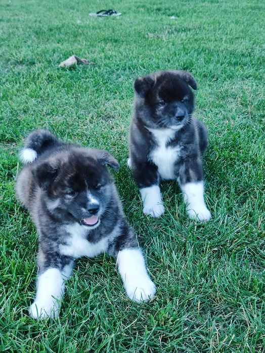 Akita inu socjalizowana przez zoopsychologa