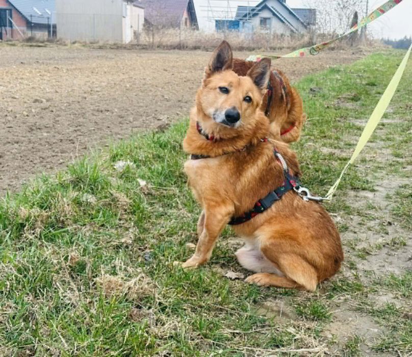 Fenomenalny Cooper do adopcji!
