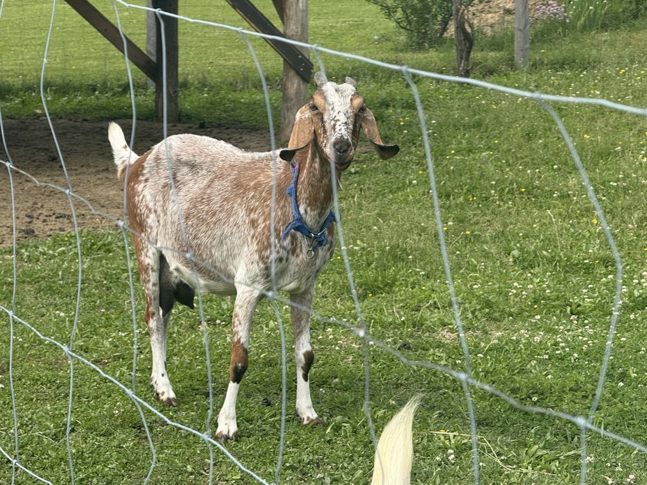 Koziołek anglonubijski