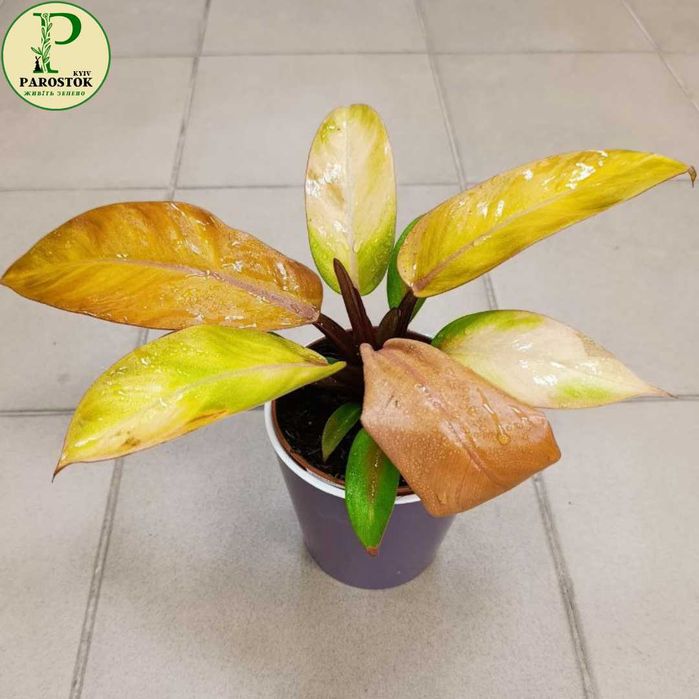 Філодендрон. Санлайт. Плющевидний. Принц Оф Оранж. Пінк Бікіні.