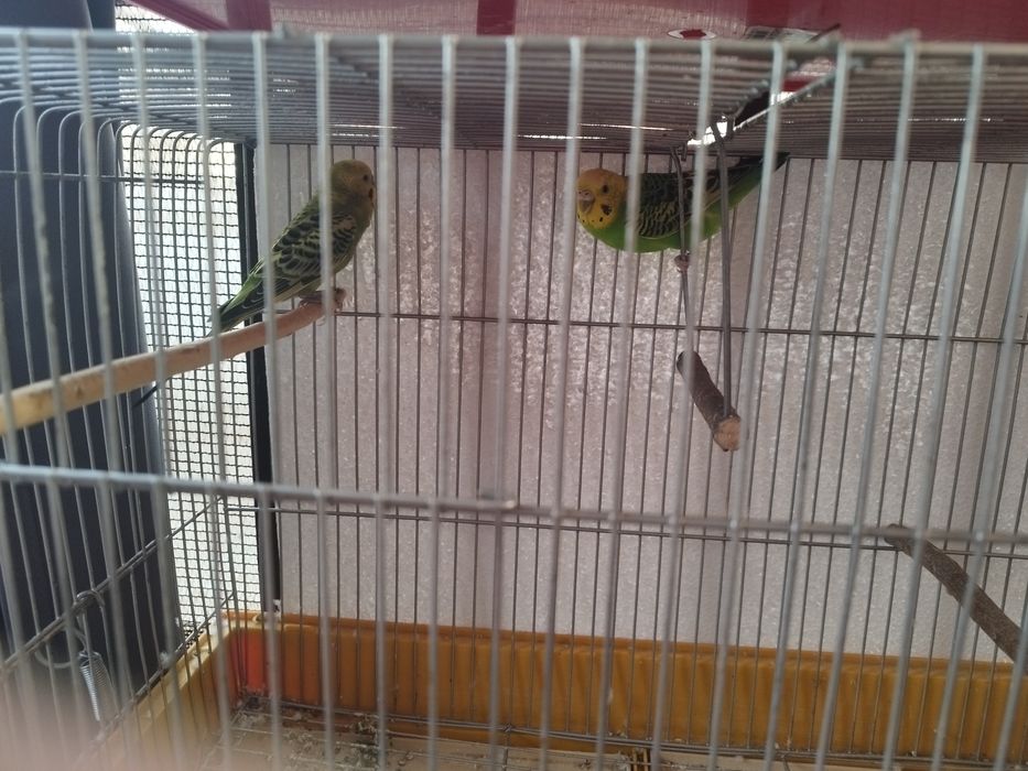 Periquitos australianos