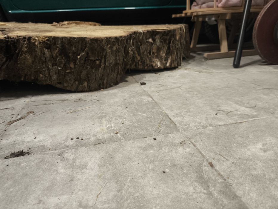 Duży Plaster drzewa wiąz