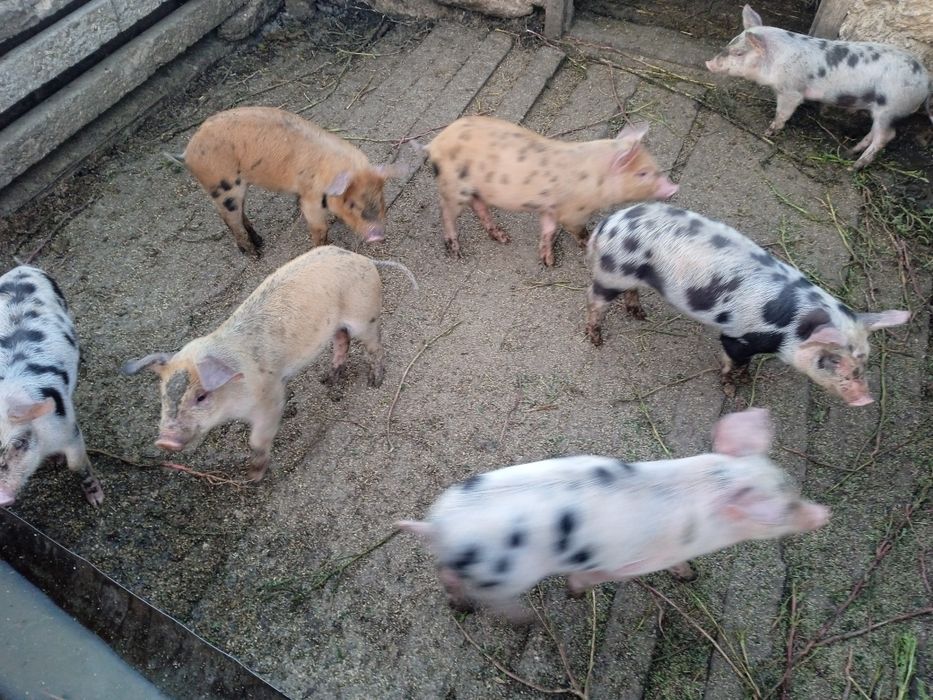 Продам поросят 1,5 місяців