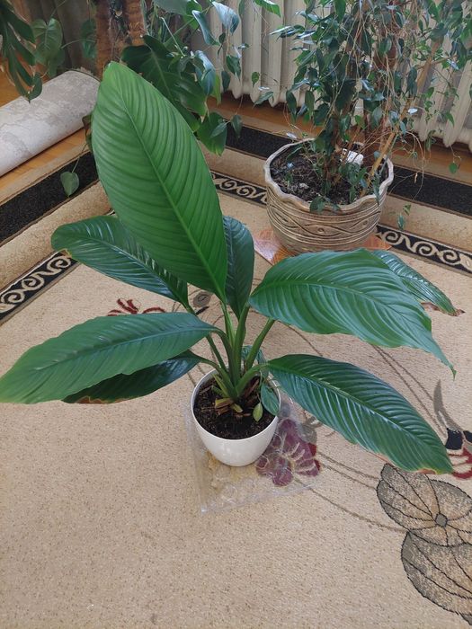 Спатифілум, сенсація, жіноче щастя