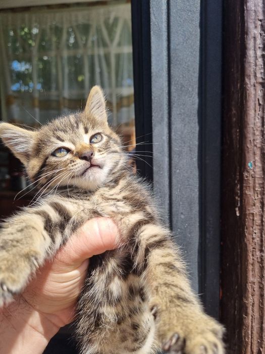 Віддам котиків в добрі руки