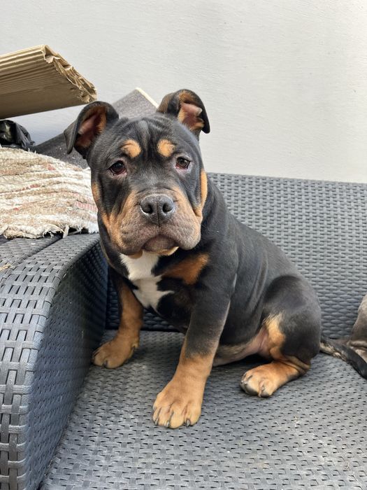 Piesek rasy  American Bully