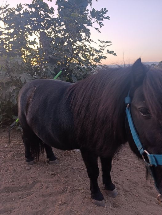 Vendo pônei com livro azul