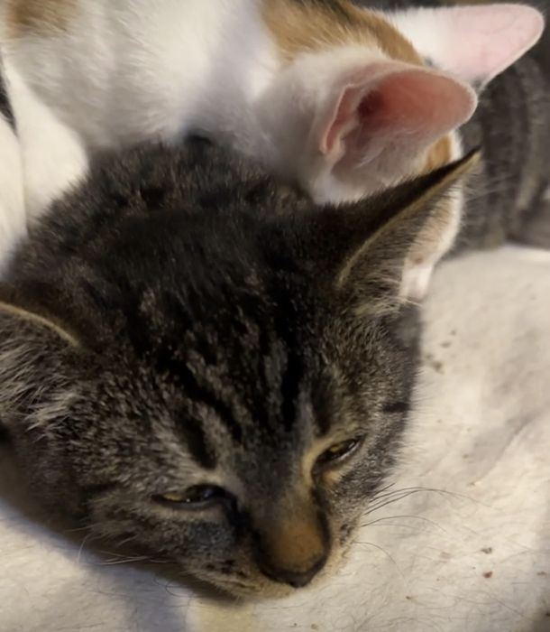 SISI - wciąż czeka na swój domek