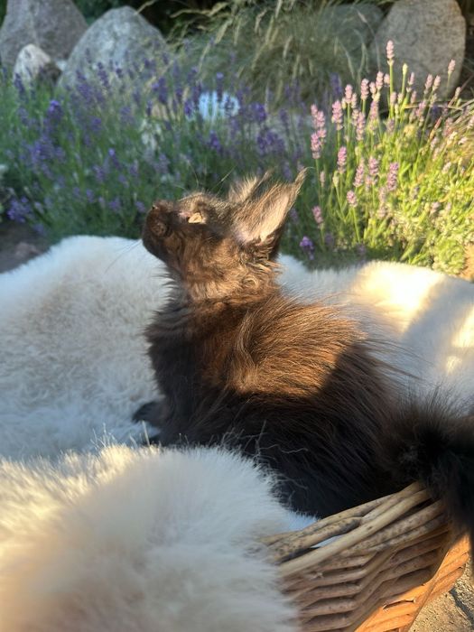 Boski Czarny kocur linia poły Maine Coon