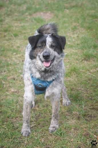 RASTON szuka odpowiedzialnego i doświadczonego opiekuna