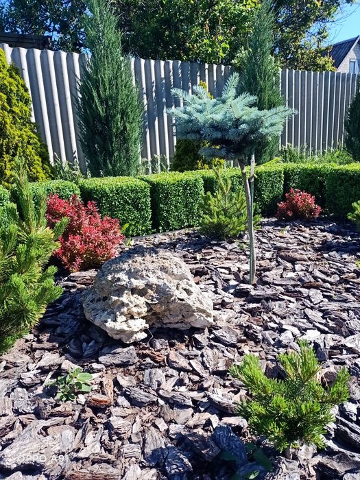 Самшит (Buxus) ! Куб 40х40х40см.,В контейнере Р11 (1л.) 20-30см.