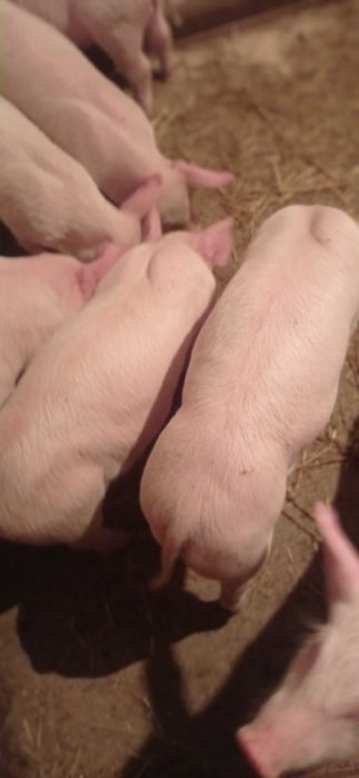 Продам поросят гарненьких