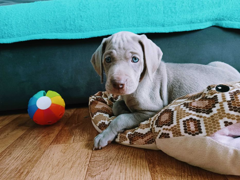 Wyżeł weimarski - samiec- Domowa Hodowla fci,zkwp