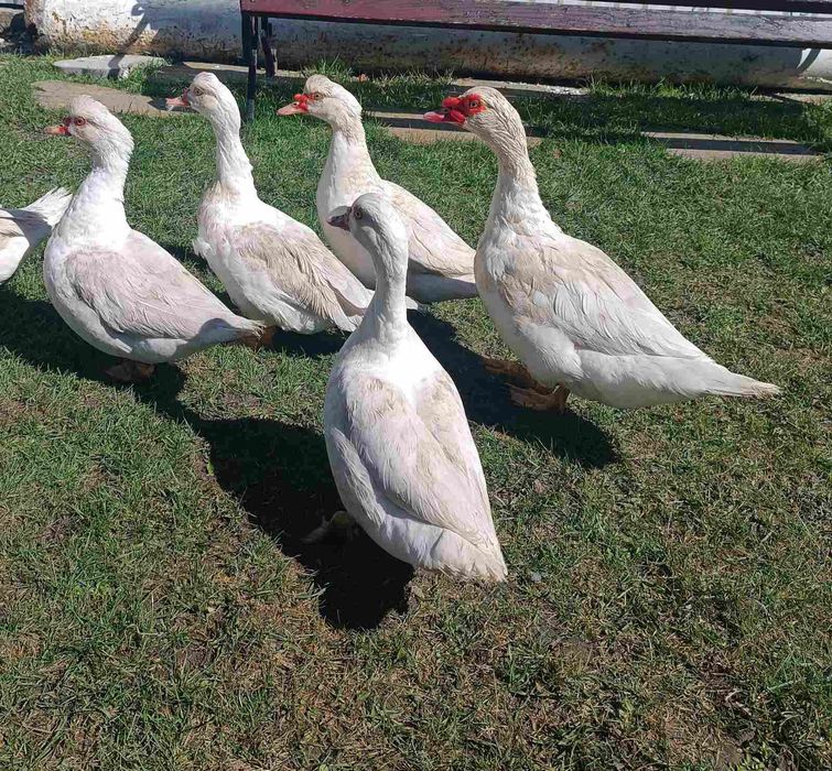 Продам качки шипуни.